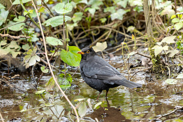 Male Common Blackbird (Turdus merula) in Phoenix Park, Dublin – widespread across Europe & Ireland