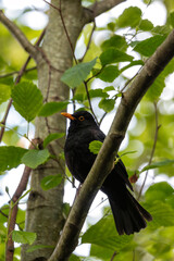Male Common Blackbird (Turdus merula) in Phoenix Park, Dublin – widespread across Europe & Ireland
