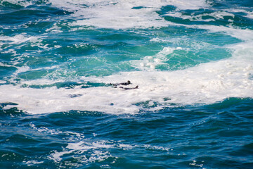 Sea Otter swimming near Point Lobos State Natural Reserve, California, USA