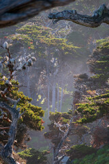 Cypress Grove at Point Lobos State Natural Reserve, California, USA