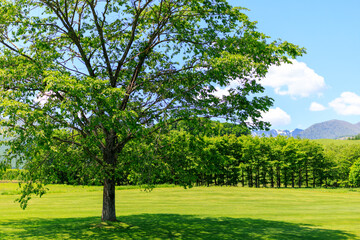 新緑の木々と広い草原