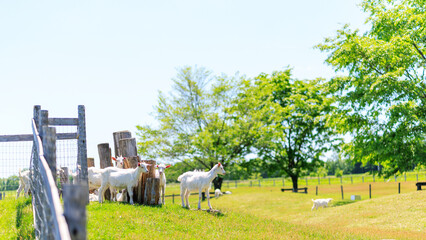 ヤギのいる牧場