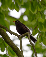 Male Common Blackbird (Turdus merula) in Phoenix Park, Dublin – widespread across Europe & Ireland