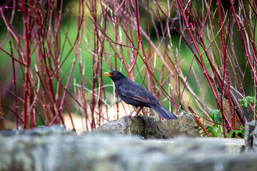 Male Common Blackbird (Turdus merula) in Phoenix Park, Dublin – widespread across Europe & Ireland
