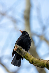 Male Common Blackbird (Turdus merula) in Phoenix Park, Dublin – widespread across Europe & Ireland