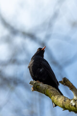 Male Common Blackbird (Turdus merula) in Phoenix Park, Dublin – widespread across Europe & Ireland