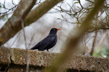 Male Common Blackbird (Turdus merula) in Phoenix Park, Dublin – widespread across Europe & Ireland