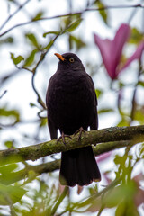 Male Common Blackbird (Turdus merula) in Phoenix Park, Dublin – widespread across Europe & Ireland
