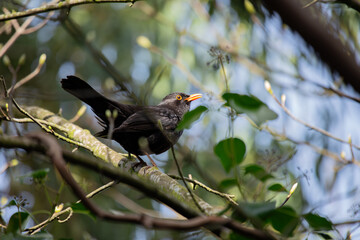 Male Common Blackbird (Turdus merula) in Phoenix Park, Dublin – widespread across Europe & Ireland
