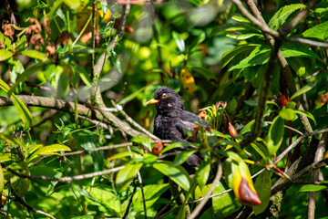 Male Common Blackbird (Turdus merula) in Phoenix Park, Dublin – widespread across Europe & Ireland