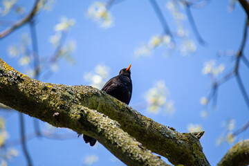 Male Common Blackbird (Turdus merula) in Phoenix Park, Dublin – widespread across Europe & Ireland