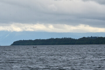 Whale Tail in the Sea