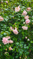  A rose bush filled with delicate soft pink blooms nestled in dense green foliage. The flowers...