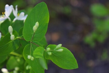 White honeysuckle flowers among green leaves