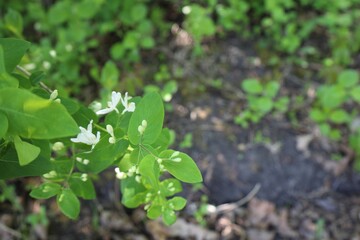 White honeysuckle flowers among green leaves