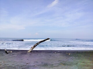 Fototapeta premium driftwood with ocean and sky background
