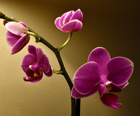 purple orchid on black background