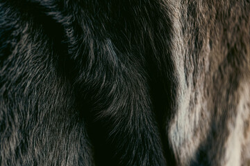 Photo of fur texture pattern
