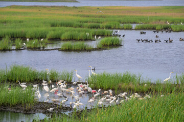 Multiple different shorebirds foraging on fish trapped by low tide in a shallow coastal lagoon,...