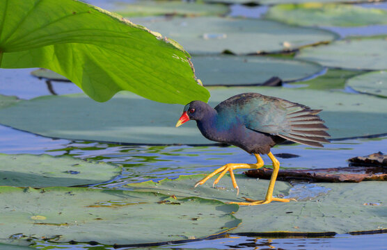 Purple gallinule (Porphyrio martinica) walking on lotus leaves floating in a lake, Harris county, Houston area, Texas, USA.