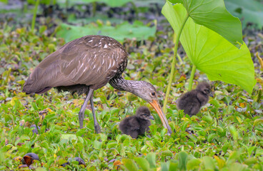 Limpkin (Aramus guarauna) feeding a young chick with guts of chopped apple snail (Pomacea maculata) in a lake, Fort Bend County, Texas, USA.