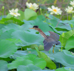 Green heron (Butorides virescens) flying over yellow lotus flowers in a lake, Fort Bend county, Texas, USA.