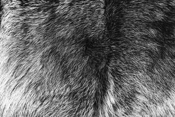 Photo of fur texture pattern