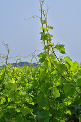 Sancerre, France. Vast Vineyards Spreading Across Sancerre – June 9, 2025