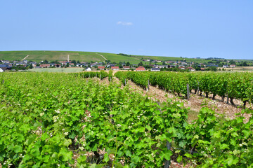 Sancerre, France. Vast Vineyards Spreading Across Sancerre – June 9, 2025