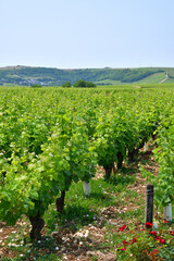 Sancerre, France. Vast Vineyards Spreading Across Sancerre – June 9, 2025