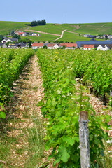 Sancerre, France. Vast Vineyards Spreading Across Sancerre – June 9, 2025