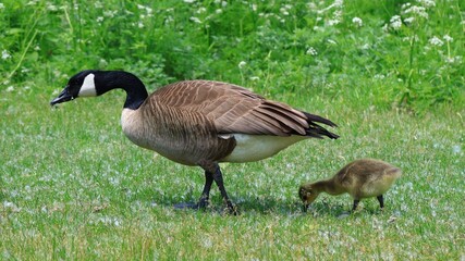カナダガンの親子