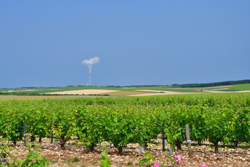 Sancerre, France. Vast Vineyards Spreading Across Sancerre – June 9, 2025