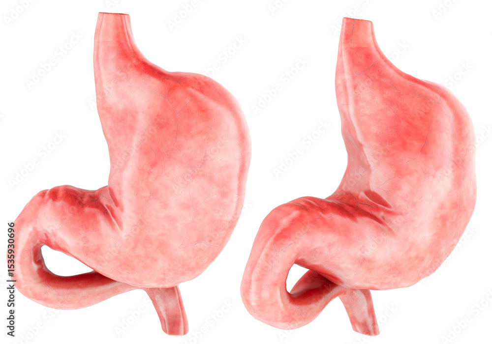 Poster stomach 3d model, two angles. 3d rendering isolated on transparent background