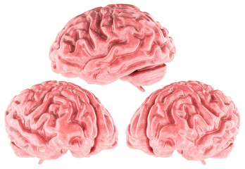 Human brain 3d model realistic render, three angles. 3D rendering isolated on transparent background