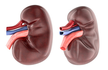Human kidney with blood vessels, realistic 3d anatomy model, two views. 3D rendering isolated on transparent background