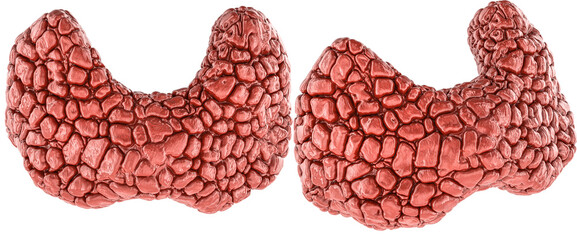 Thyroid gland 3d model, two angles. 3D rendering isolated on transparent background