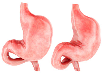 Stomach 3d model, two angles. 3D rendering isolated on transparent background