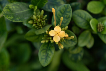 Close-up of ixora flower