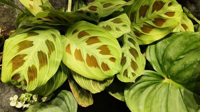 calathea maranta in pots on the shelf in a flower shop. choice house plant, the warehouse of the botanical garden at the exhibition, greenhouse, green wall
