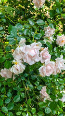  A rose bush filled with delicate soft pink blooms nestled in dense green foliage. The flowers...