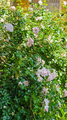  A rose bush filled with delicate soft pink blooms nestled in dense green foliage. The flowers...