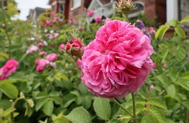 old fashioned heirloom rose, with large number of intertwined petals