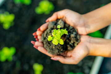 Hands of Teenage girl holding organic vegetable seedlings in greenhouse garden. Young farmer growing plant on agriculture farm. Student learning and gardening healthy food for sustainable living.