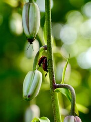 The scarlet lily beetle, red lily beetle, or lily leaf beetle (Lilioceris lilii), is a leaf beetle that eats the leaves, stem, buds, and flowers, of lilies, fritillaries etc. Sweden