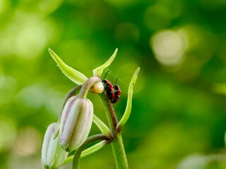 The scarlet lily beetle, red lily beetle, or lily leaf beetle (Lilioceris lilii), is a leaf beetle that eats the leaves, stem, buds, and flowers, of lilies, fritillaries etc. Sweden