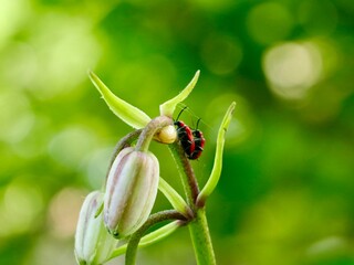 The scarlet lily beetle, red lily beetle, or lily leaf beetle (Lilioceris lilii), is a leaf beetle that eats the leaves, stem, buds, and flowers, of lilies, fritillaries etc. Sweden