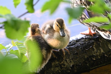 Duckling Sitting on a Log