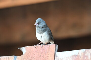 Cute Junco Sitting on a Fence
