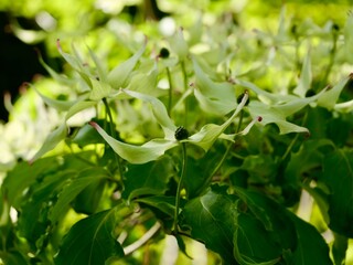 Flowering of Cornus kousa var. chinensis ‘China Girl’, kousa, kousa dogwood, Chinese dogwood, Korean dogwood or Japanese dogwood. Syn. Benthamia kousa and Cynoxylon kousa. Sweden